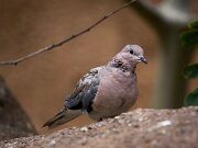 DSC09831